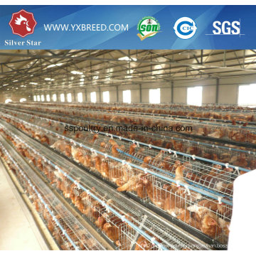 Kenya Layers Farm Chicken Cage (A4L160)